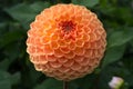 Salmon orange dahlia flower, beatyful bouquet or decoration from