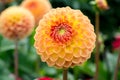 Salmon orange dahlia flower, beatyful bouquet or decoration from