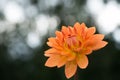 Salmon orange dahlia flower, beatyful bouquet or decoration from