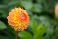 Salmon orange dahlia flower, beatyful bouquet or decoration from