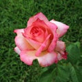 Salmon orange and pink rose