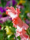 Salmon Pink Gladiolus Flower Spike