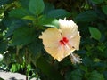 Salmon Pink Hibiscus Flower Royalty Free Stock Photo