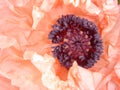 Salmon-pink oriental poppy
