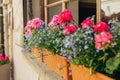 Salmon pink pelargonium flowers with Linum perenne flowers closeup. Window with flower pots. Old Town, summer time