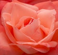 Salmon Pink Rose