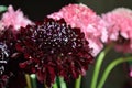 Salmon Queen Black Pompom Black Knight pincushion flower bouquet black background Royalty Free Stock Photo