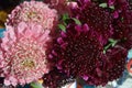 Salmon Queen Black Pompom pincushion flower bouquet closeup Royalty Free Stock Photo