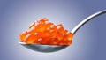 Salmon Red Caviar on a spoon. Fish caviar. Raw seafood. Luxury delicacy food.