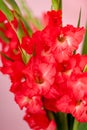 Salmon red Gladioli flowers in a bouquet on pink background Royalty Free Stock Photo