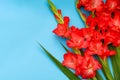 Salmon red Gladioli flowers on a light blue background Royalty Free Stock Photo