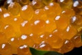 Salmon roe roll Royalty Free Stock Photo