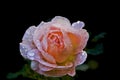 Salmon Rose Royalty Free Stock Photo