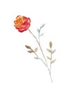 Salmon rose, watercolor illustration