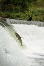 Salmon run. Big fish is jumping against the current in river going up the waterfall. the