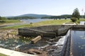 Salmon Run at Somes Sound