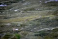 Salmon At A Salmon Hatchery Royalty Free Stock Photo