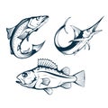 Salmon. Sea Perch and Marlin. Symbols of Fishery Sport. Seafood Symbols. Salmon, Sea Bass and Marlin for Fishing Design. Fishing Royalty Free Stock Photo