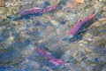 Salmon in shallow waters, Alaska Royalty Free Stock Photo