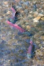 Salmon spawning in Alaska Royalty Free Stock Photo