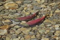 Salmon spawning in water Royalty Free Stock Photo