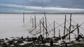 Salmon stake nets at low tide on the River Cree estuary at Carsluith, Scotland