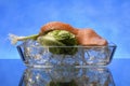 Salmon steak on crystal clear ice cubes Royalty Free Stock Photo