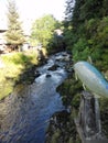 Salmon in Stream during Salmon run in Alaska. Fish returning to their place of birth from saltwater to fresh water to spawn and di