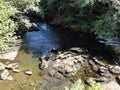 Salmon in Stream during Salmon run in Alaska. Fish returning to their place of birth from saltwater to fresh water to spawn and di Royalty Free Stock Photo