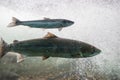 Salmon swimming against river current. Norway, Stavanger region, Rogaland, Ryfylke scenic route.