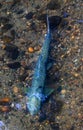 Salmon Swimming Up Issaquah Creek Hatchery Washington