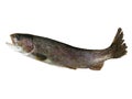Salmon trout