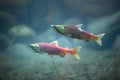 Salmon underwater Royalty Free Stock Photo