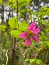 Salmonberry Flower Blossom 02 Royalty Free Stock Photo