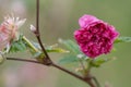 Salmonberry Rubus spectabilis flore plena, double-floweredÂ lilac