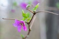 Salmonberry Rubus spectabilis, a lilac flower with leaves