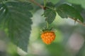 Salmonberry Rubus spectabilis, orange fruit