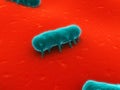 Salmonella Royalty Free Stock Photo