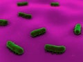 Salmonella bacteria