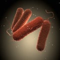 Salmonella Bacteria - on background