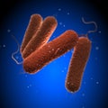 Salmonella Bacteria - on blue background