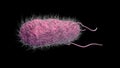 salmonella bacteria isolated on black background. 3d illustration