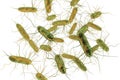 Salmonella bacteria. S. typhi, S. typhimurium and other Salmonella Royalty Free Stock Photo