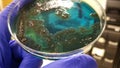 Salmonella black colonies and Pseudomonas on Chromogenic Agar