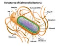 Salmonella Cell Structures and Anatomy