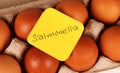 Salmonella Danger. Royalty Free Stock Photo