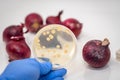 Salmonella/ E coli bacteria isolated and cultured in a bacterial plate from red onion