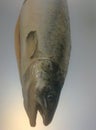 salmonfish