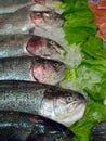 Salmons Royalty Free Stock Photo