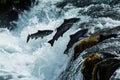 Salmons go for spawning upstream. Generative AI